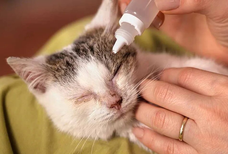 Котики обработки. Чем обработать кошке глаза. Котенок промытый. Чем промыть глаза котенку от гноя. Средство для протирания глаз кошкам.