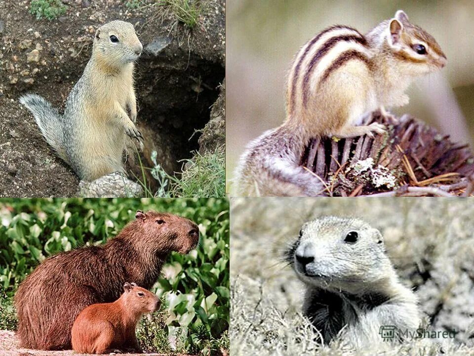 Отряд грызуны. Семейство грызунов. Мышиные (семейство) грызуны. Разнообразие грызунов. Виды грызунов.