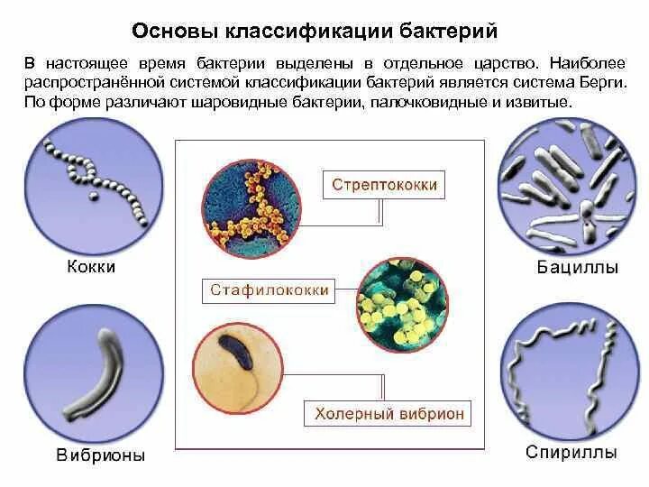 Бактерии примеры названия. Классификация бактерий микробиология. Классификация бактерий схема. Основы классификации бактерий. Классификация микробов микробиология.