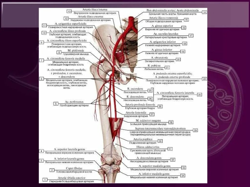 Аорты нижних конечностей. Латеральная артерия огибающая бедренную кость латынь. Артерии нижних конечностей вид спереди. Артерии нижней конечности анатомия латынь. Ветви бедренной артерии топографическая анатомия.
