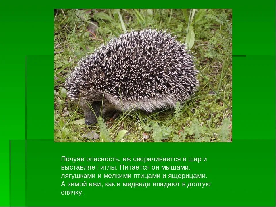 Приспособления ежа. Ежик приспособление. Тип приспособления у ежа. Еж приспособление к среде.