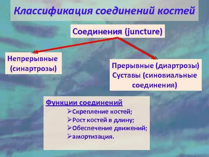 Классификация соединений. Классификация соединений костей. Анатомическая классификация соединений костей. Классификация костных соединений.