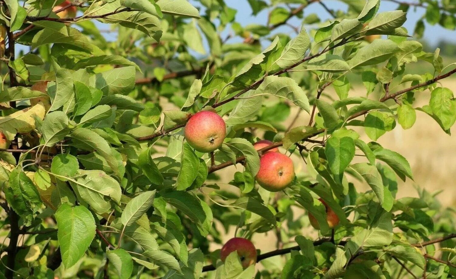 Сорт яблок королевский. Яблоня санрайз фото. Кентские яблоки. Яблоня барнаульское раннее. Яблоки царские сорт.