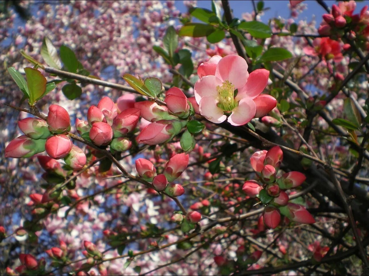 Spring tree