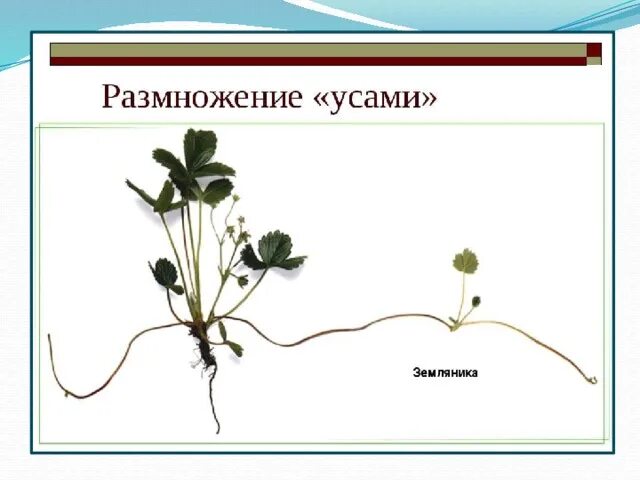 Биология 6 класс вегетативное размножение растений лабораторная. Вегетативное размножение клубнями. Вегетативное размножение усами клубнями спорами. Размножение усами это вегетативное размножение. Вегетативное размножение усами примеры растений.