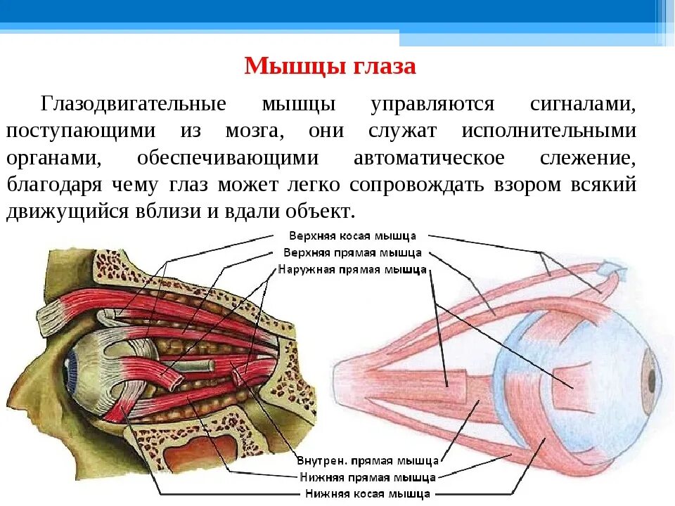 Мышцы глазного яблока анатомия функции. Строение мышц глазного яблока. Анатомия глазодвигательных мышц глаза. Глазодвигательные мышцы глаза функции. Места крепления глазодвигательных мышц