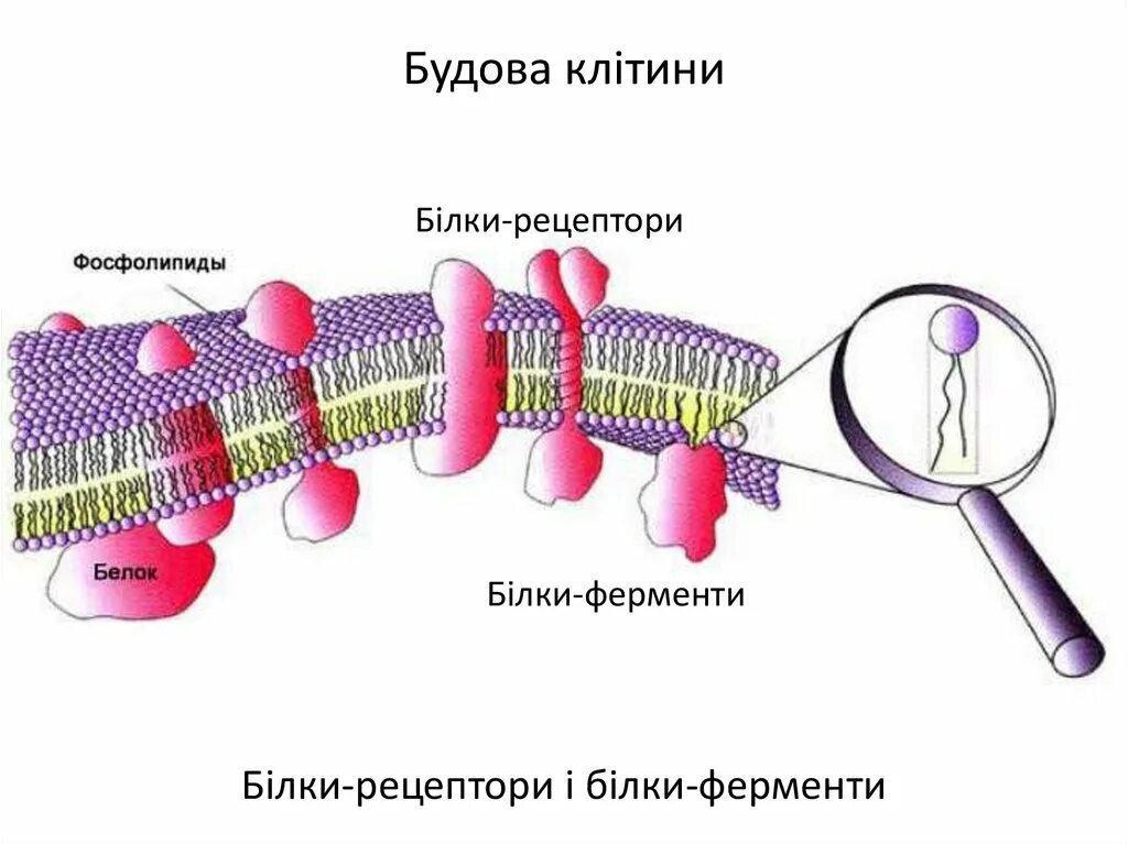 Основой мембран клеток. Строение фосфолипидов клеточной мембраны. Фосфолипиды в мембране клетки. Фосфолипиды мембраны строение. Строение клеточной мембраны фосфолипиды.