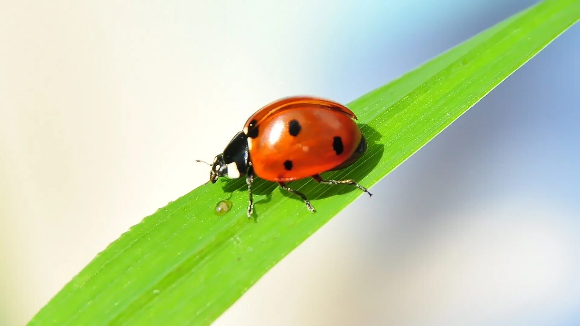 Жук Божья коровка. Ladybird Божья коровка. Божья коровка на травинке. Изображение Божьей коровки. Дроздов божья коровка слушать аудиокнигу