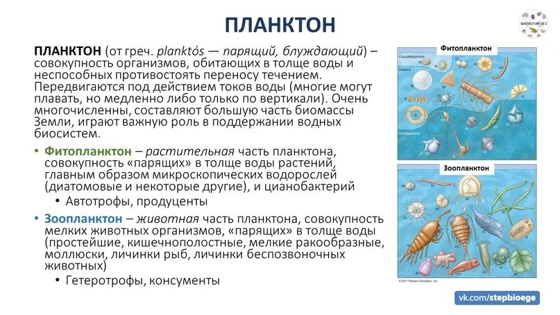 Какое количество планктона в кг. Зоопланктон и фитопланктон. Моллюски зоопланктон. Роль фитопланктона. Типы планктона зоопланктон фитопланктон.