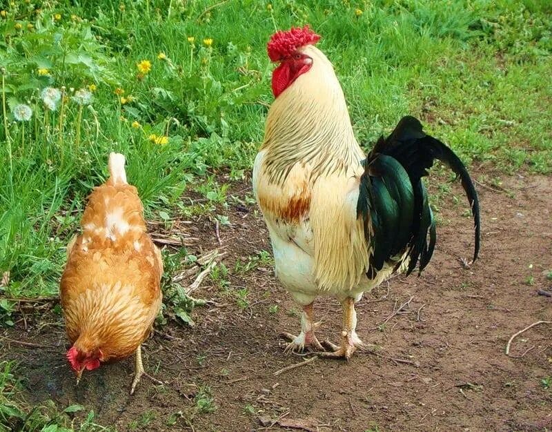 Размножение куриц. Петух и курица спариваются. Петух самец. Половой диморфизм у кур.