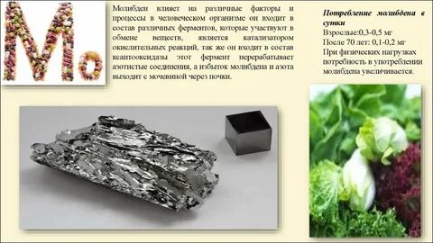 Роль молибдена в организме человека