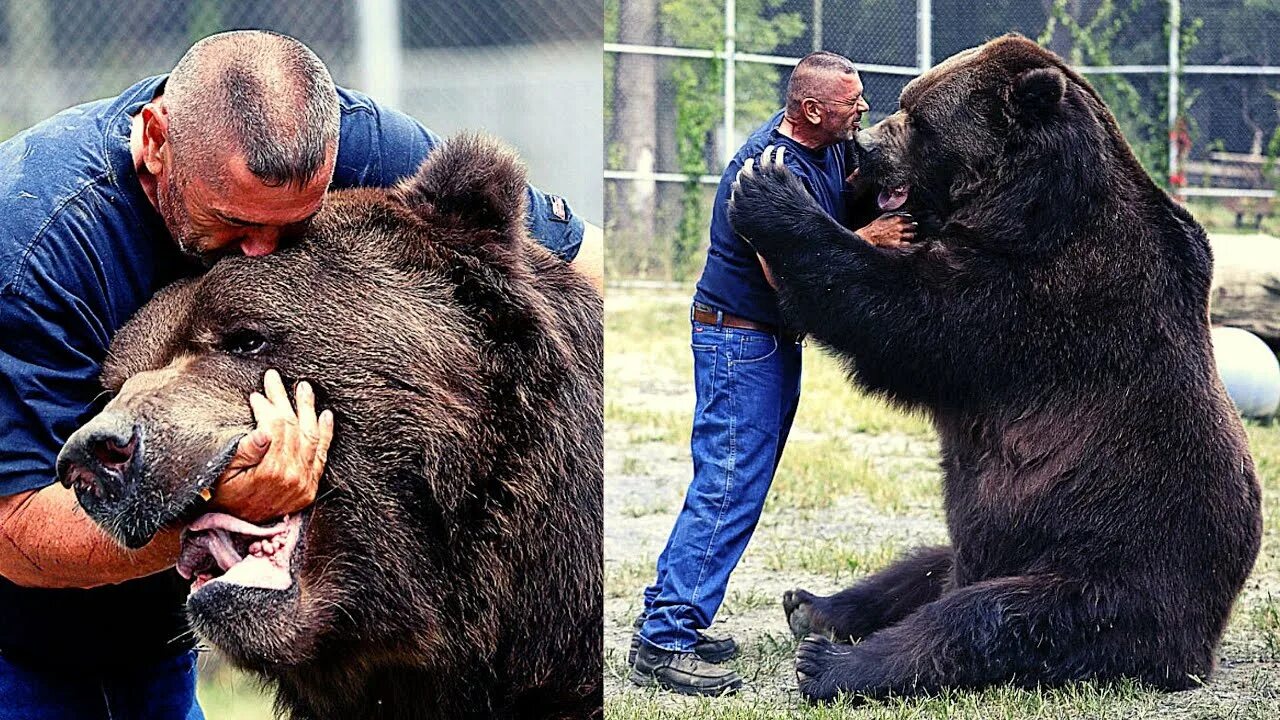 Какие медведи крупнее. Бурый медведь Кадьяк. Медведь Кадьяк самый большой в мире. Джим и Джимбо.