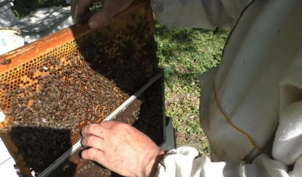 Как подсадить молодую. Отводки пчел. Отводки для пасеки. Что такое отводок в пчеловодстве. Пчелосемьи и отводки.