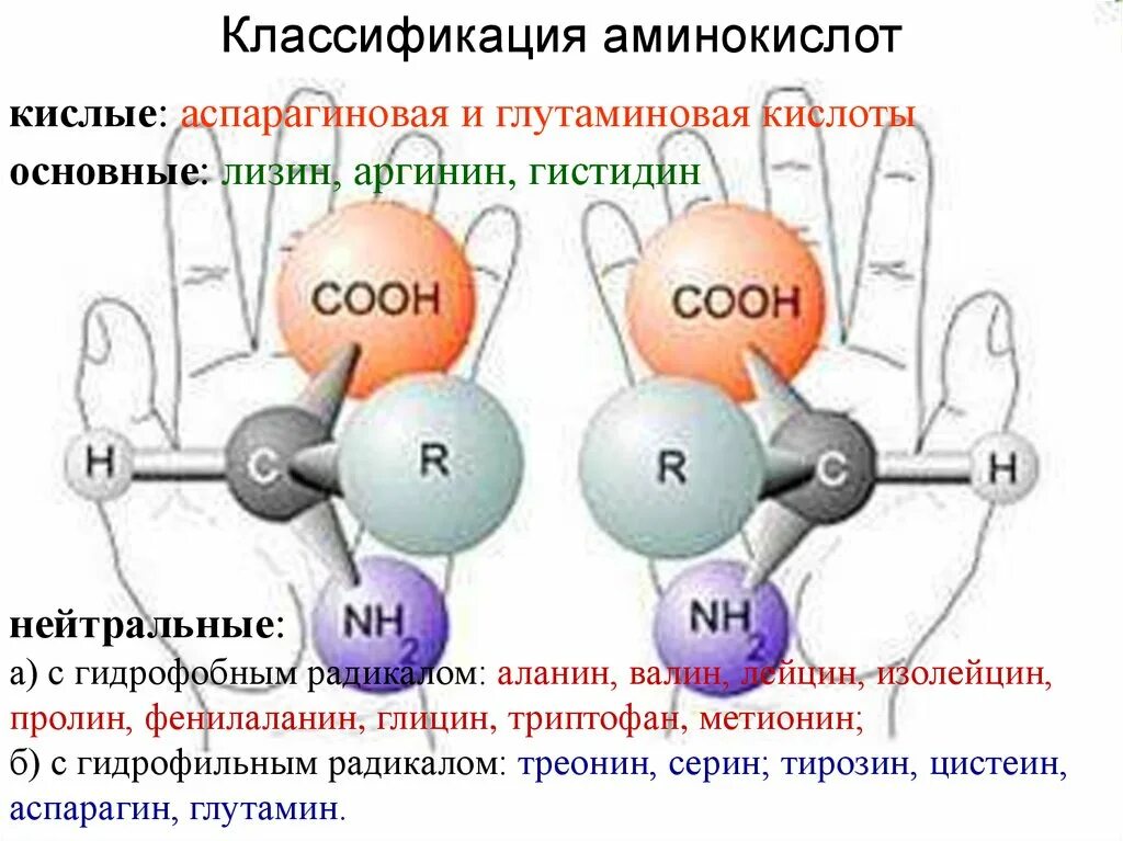 Аминокислоты строение и классификация. Классификация белковых аминокислот. Основные радикалы аминокислот. Классификация аминокислот нейтральные кислые. Строение кислых и основных аминокислот.