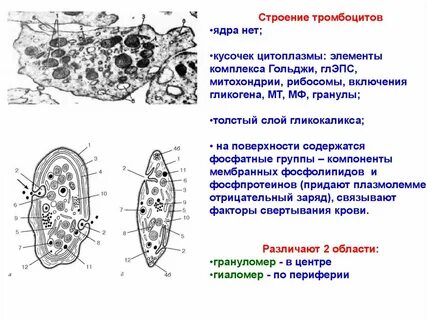 Передает информацию из ядра в цитоплазму