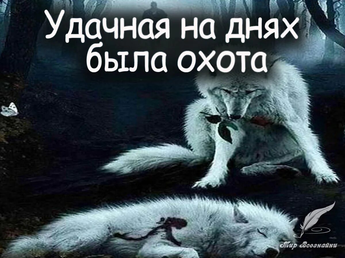 Удачной охоты волки. Удачной охоты волки. Охота на волков в казахстане. Удачной охоты волки. Волк охотиться на охотника.