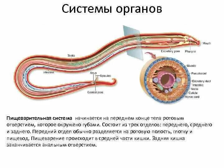 Круглые черви слои мышц. Тип круглые черви дыхательная система. строение пищеварительной системы круглых червей. дыхательная система круглых червей дыхание. дыхательная и кровеносная система круглых червей.