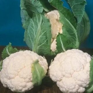 Сорт капусты абени