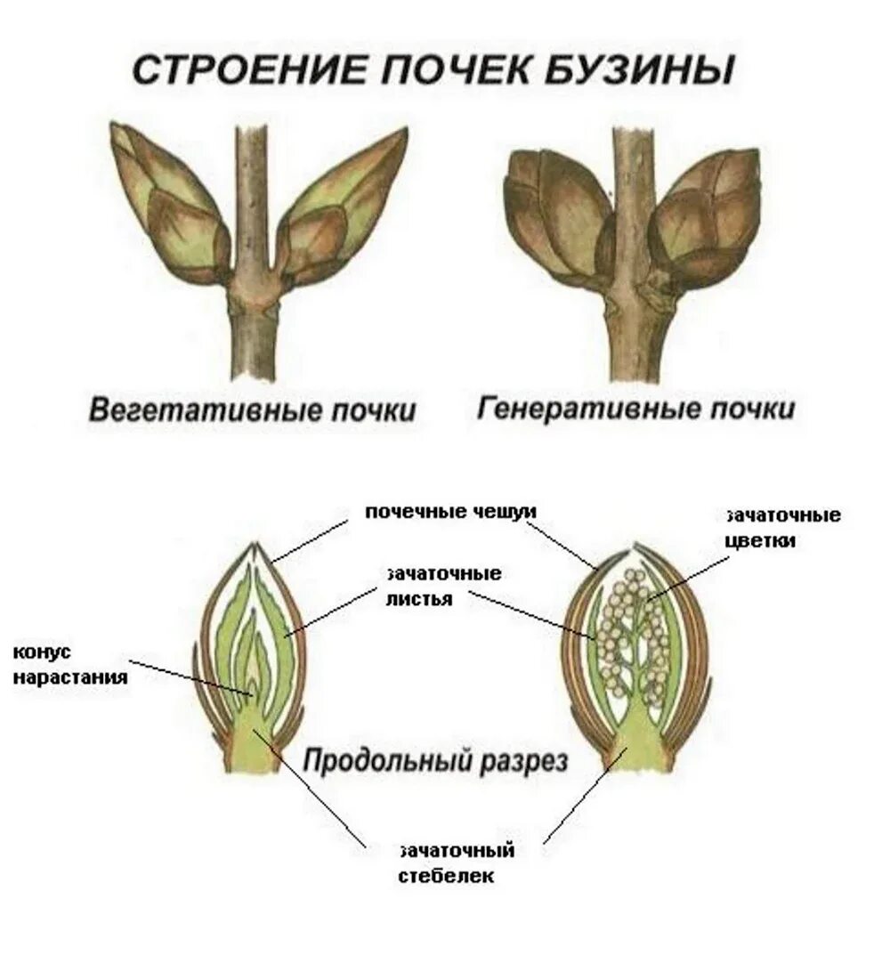 Где находится зачаточный лист