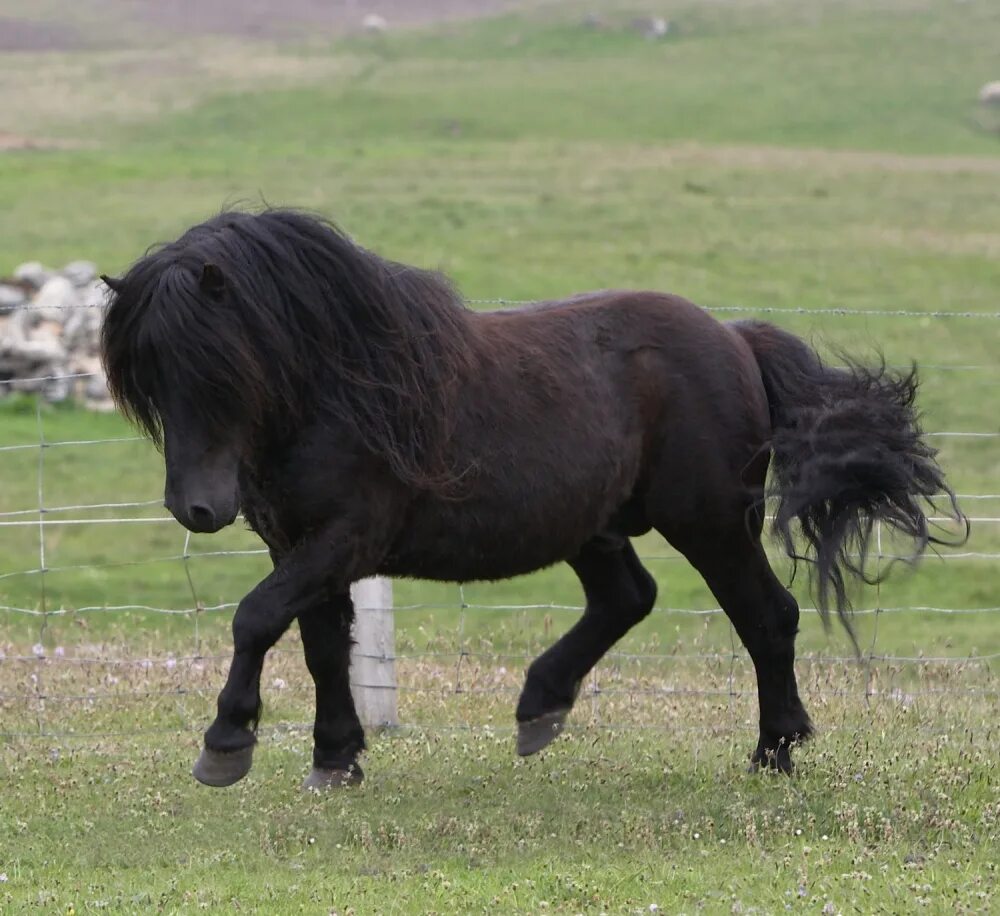 Pony фото. Пони шетлендской породы. Шетлендский пони черный. Мини шетлендский пони. Лошади породы Фалабелла.