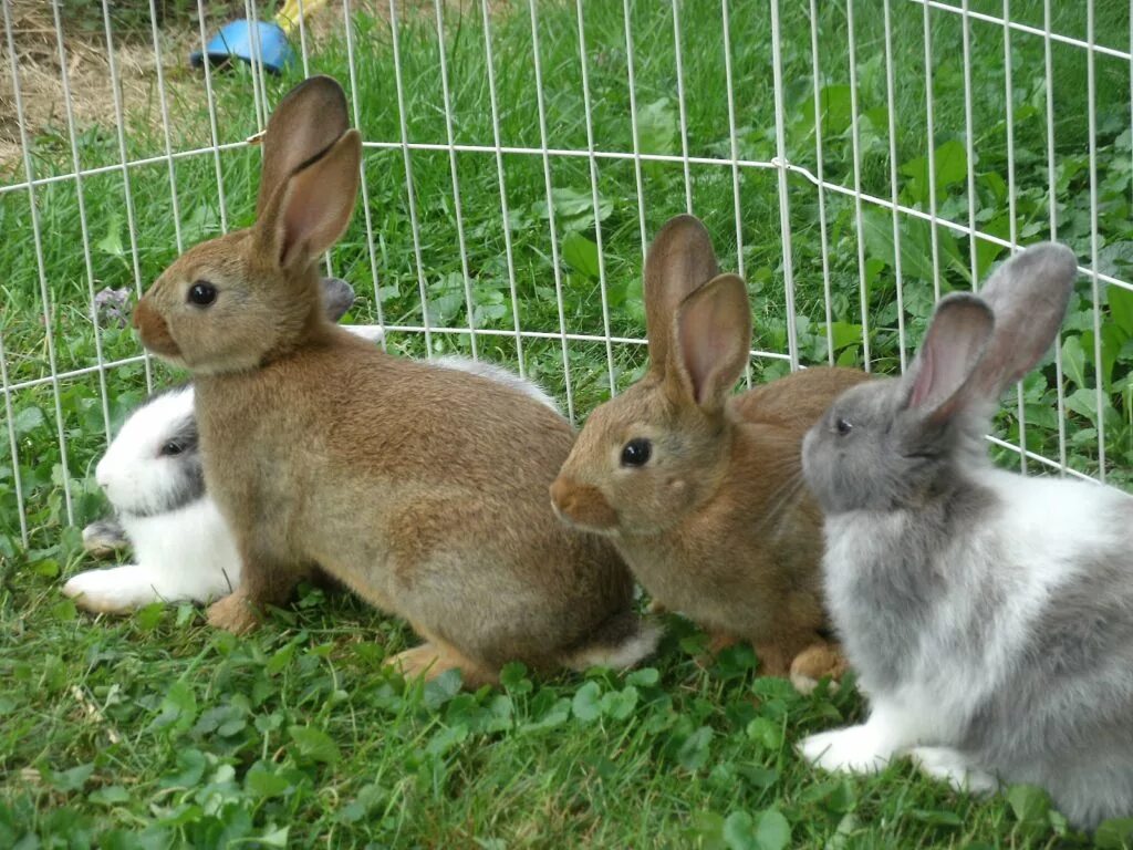 Волжский кролик. Животноводство кролики. Кролиководство. Кролики домашние. Разведение кроликов.
