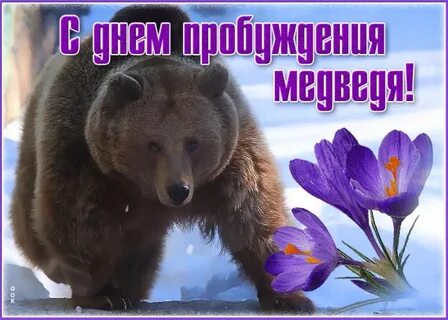 День медведя картинки