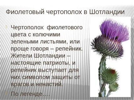 Чертополох описание
