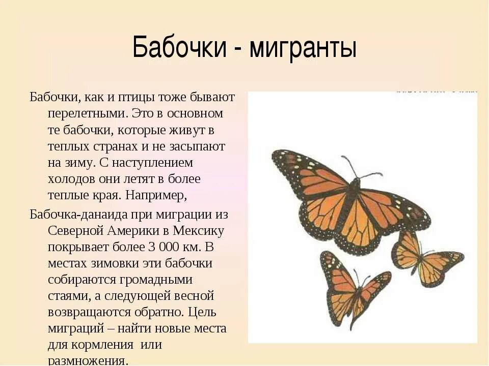 Включи где бабочки. Сколько живут бабочки. Бабочки для презентации. Бабочки которые долго живут. Бабочки которые живут всего один день.