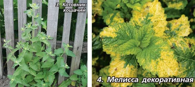 Чем отличается кошачья мята от обычной. Котовник лимонная мята.