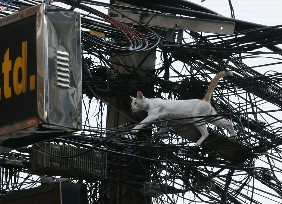 Запутались мы в городах. Кот в проводах. Кошка и провода. Кошка электричество. Котик с проводами.