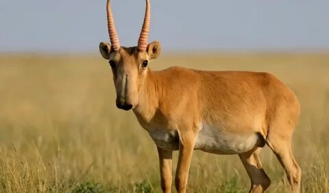 Наталья Павлова эротикалық