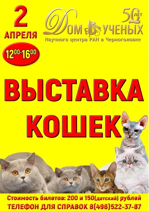 Выставка котят афиша. Афиша выставка кошек. Плакаты выставка котят. Афиша выставка кошек. Выставка кошек плакат.