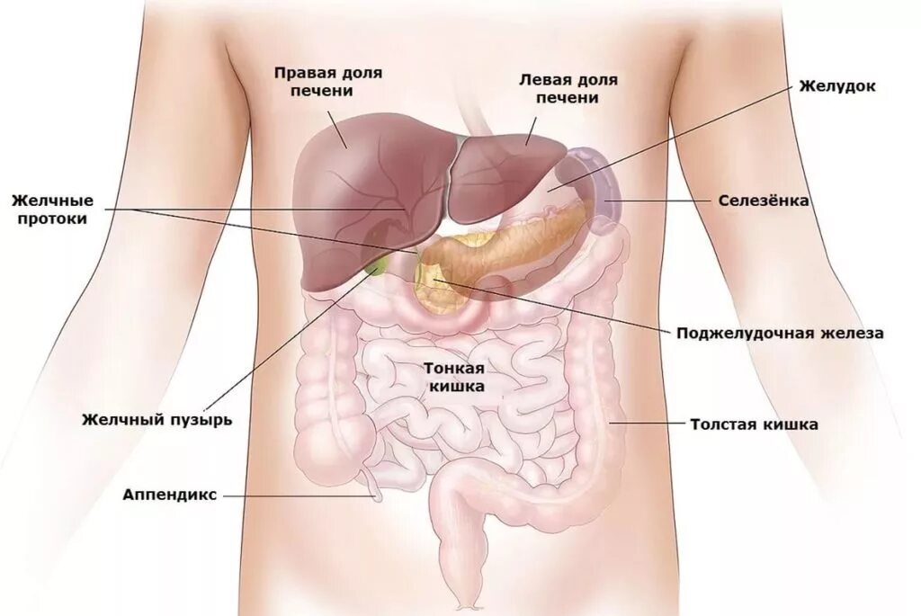 Симптомы селезенки боли в левом боку. Органы брюшной полости человека селезенка. Анатомия с внутренними органами селезенка. Печень анатомия человека расположение. Внутренние органы человека схема расположения селезенка.