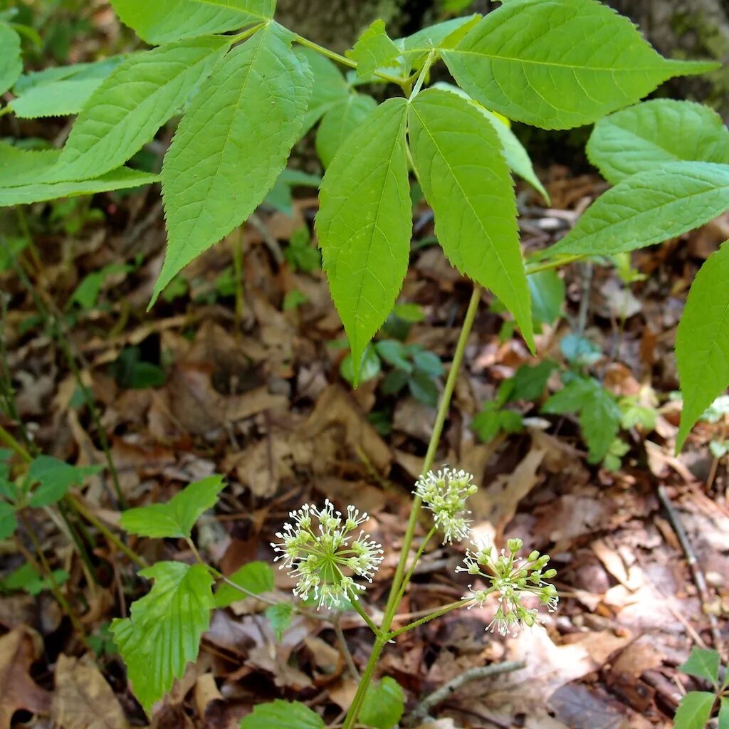 Aralia nudicaulis. Аралия чертово дерево. Женьшень аралия маньчжурская. Женьшень аралия маньчжурская. Аралия маньчжурская колючки.