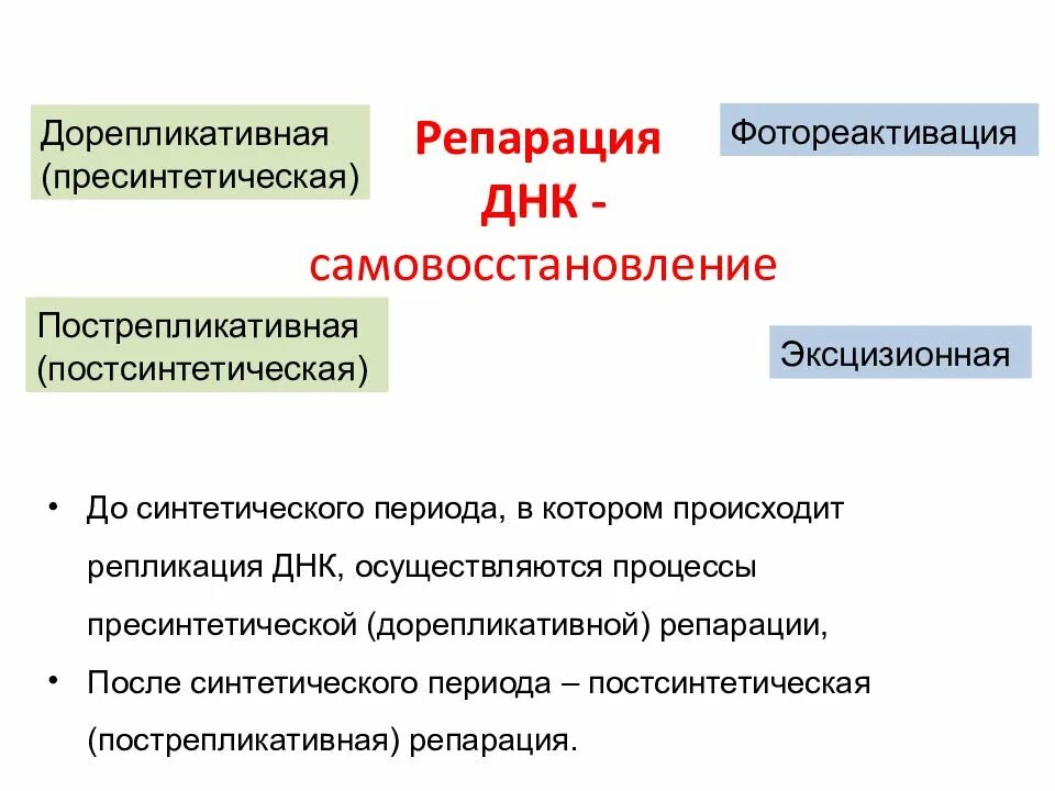 Дорепликативная репарация. Пострепликативная (рекомбинантная) репарация. Пострепликативная (рекомбинантная) репарация. ) дорепликативную репарацию. Корректорская активность днк- полимераз.