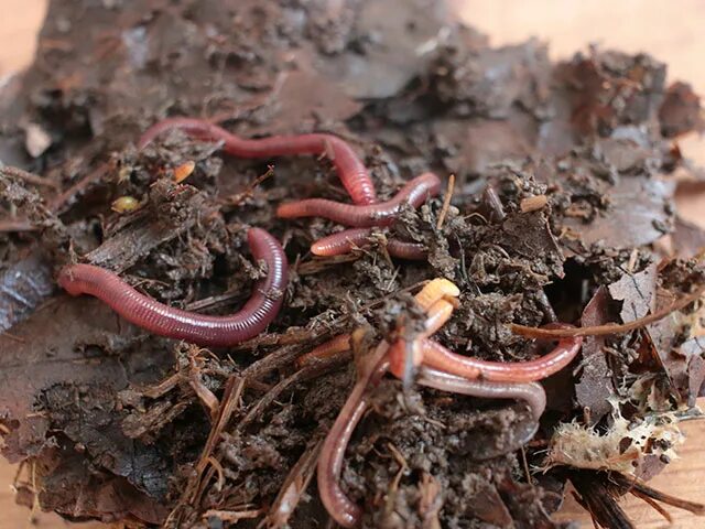 Черви весной. Червей породы ''Старатель'. Червь навозный (Eisenia foetida). Калифорнийский червь навозный червь. Дождевые черви Старатель.