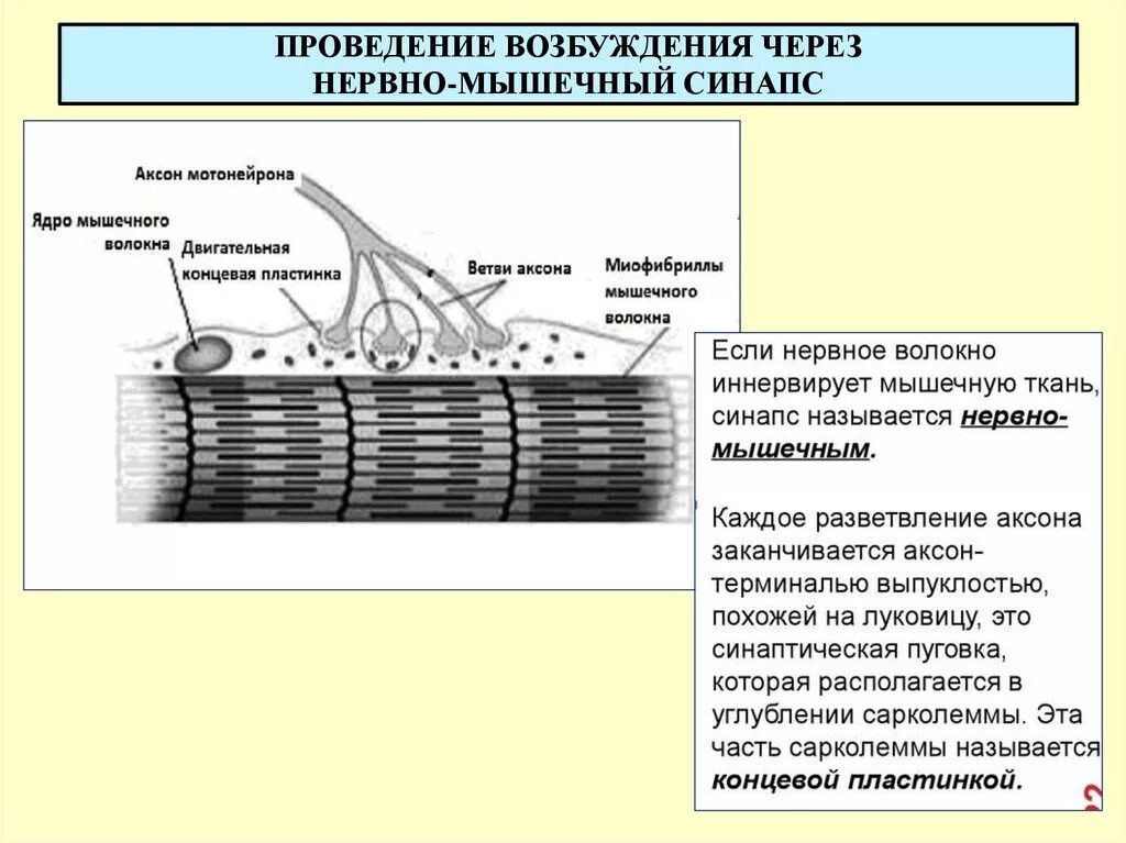 Мембрана мышечного волокна. Концевая пластинка нервно-мышечного синапса. Схема строения нервно мышечного волокна. Нервно мышечное соединение синапс. Нервно мышечный синапс скелетной мышцы.