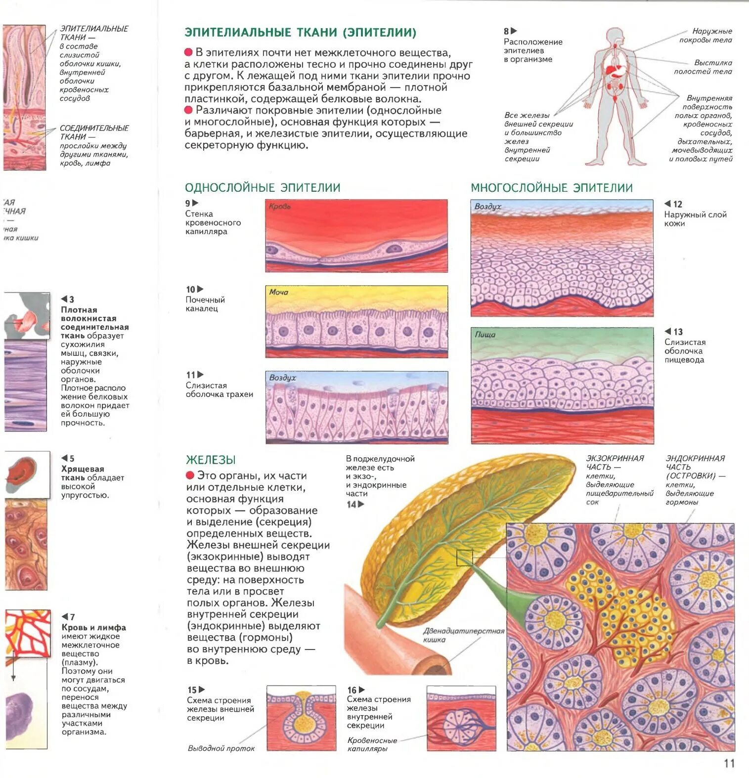 Эпителиальное строение функции. Железистая ткань эпителиальной ткани. Эпителиальная железистая ткань функции. Схема эпителиальной ткани человека. Эпителиальная ткань схема.