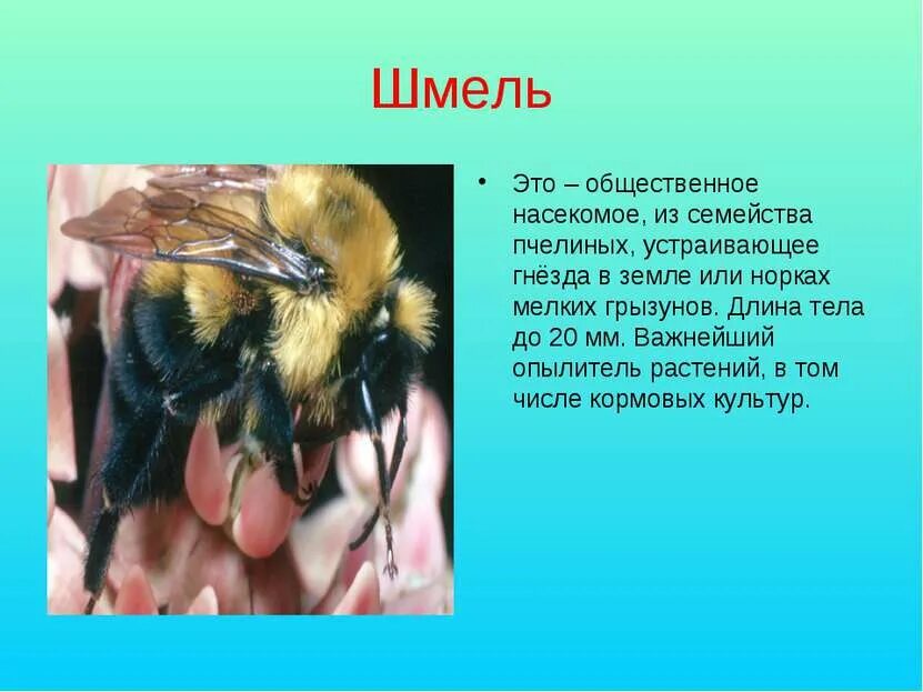 Доклад о насекомых. Общественные насекомые презентация. Проекты про общественных насекомых.. Шмель описание.