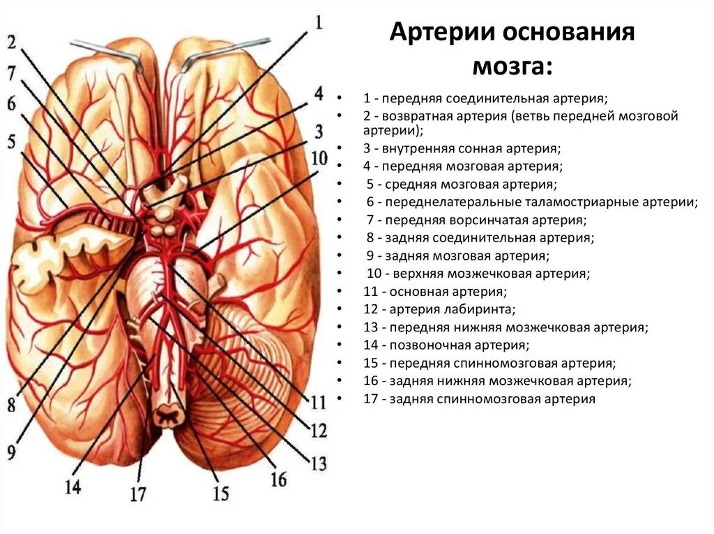 Артерии среднего мозга