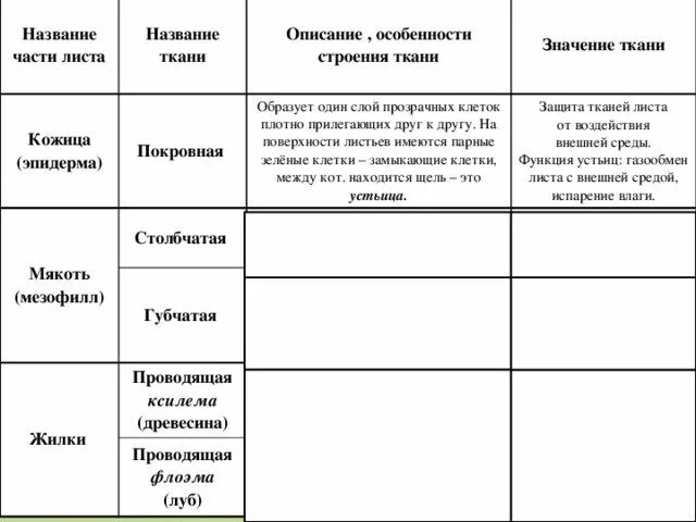 Заполните таблицу клеточное строение листа. Заполните таблицу клеточное строение листа