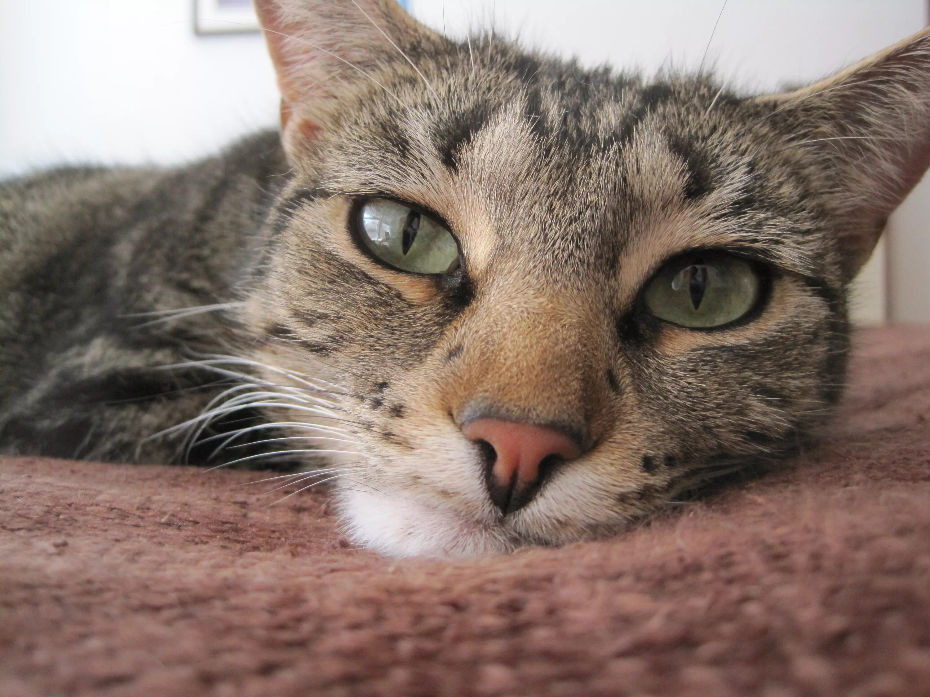 Кошачьи слезы. Почему коты плачут. Грустный котенок. Плачущий белый кот. Грустный котенок.