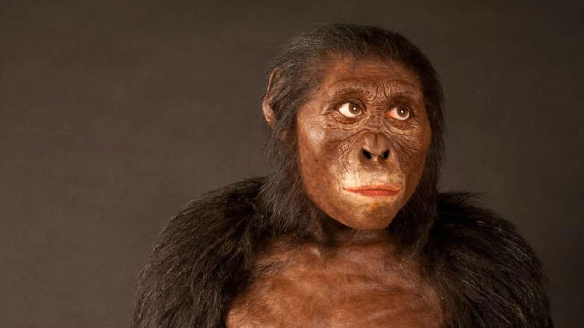 1 предок человека. Австралопитек афарский. Australopithecus Afarensis (австралопитек афарский). Люси первый австралопитек.