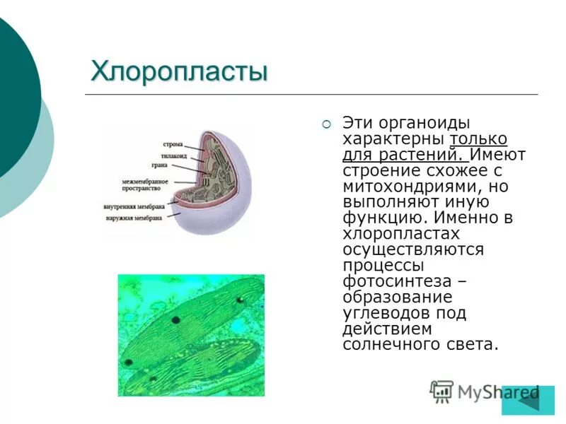 Функция органоида хлоропласт