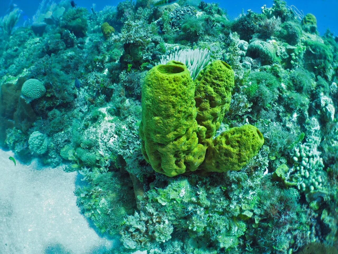 набор губок 4 штуки меламиновых для мытья фруктов "you'll love". морская губка корзинка венеры. Lissodendoryx isodictyalis. королева губок хонкай. морская губка hertwigia.