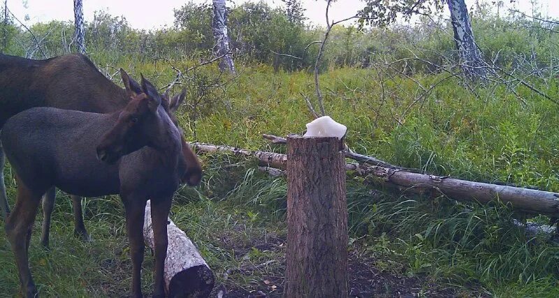 охотничье хозяйство береза курская область. охотхозяйство чугунаевское. охотхозяйство чугунаевское. карта нижнетавдинского района тюменской области. чугунаевское охотхозяйство на карте.