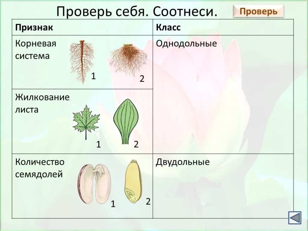 Главное различие двудольных и однодольных. Признаки двудольных растений таблица. Класс двудольные растения семейства двудольных. Классы и семейства покрытосеменных растений. Семейства однодольных и двудольных растений.