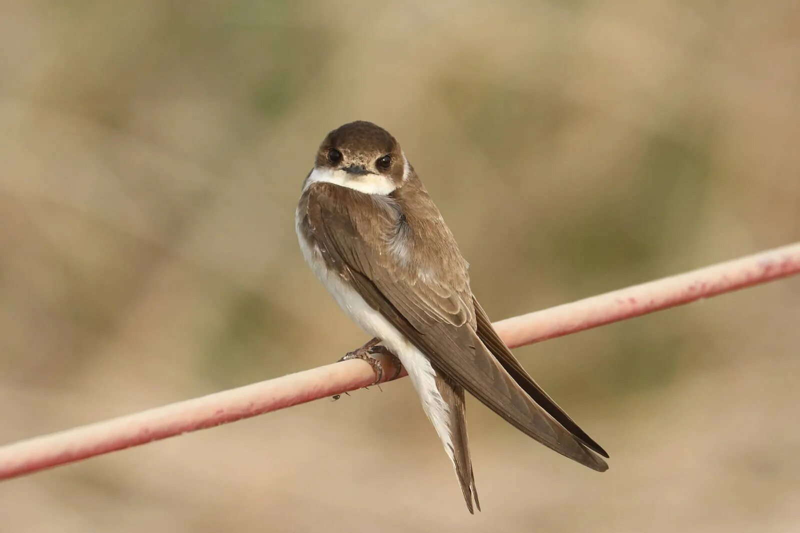 Береговушка. Гнездо ласточки береговушки. Ласточка береговушка. Береговушка. Береговушка.