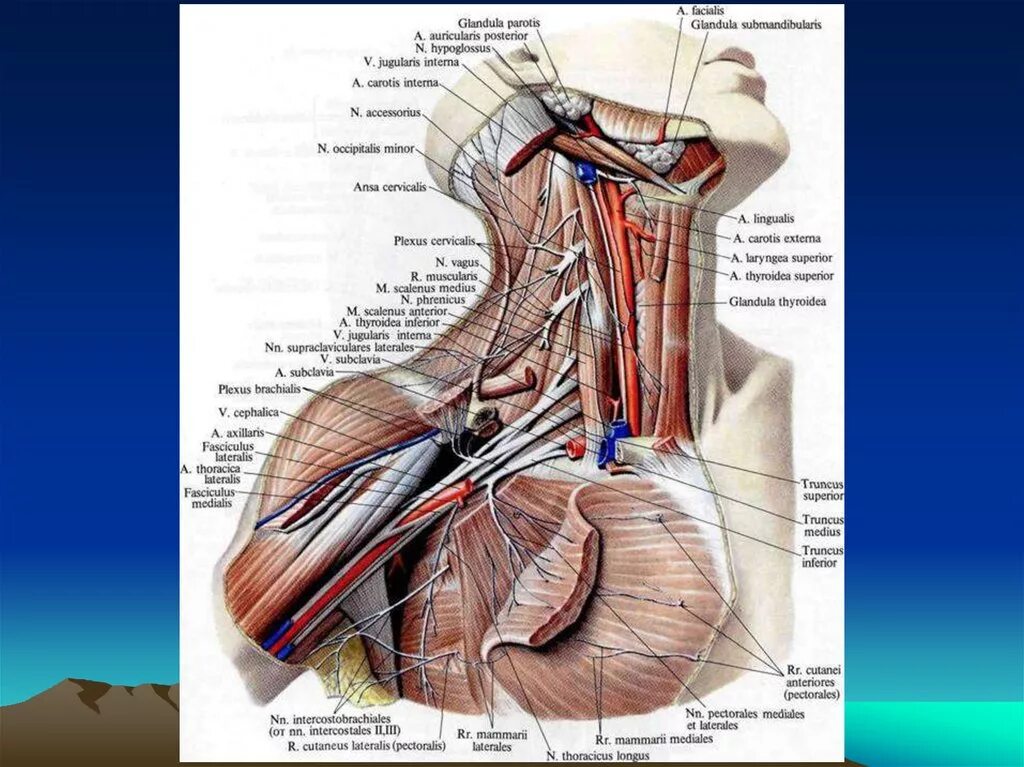 Нервы плечевого сплетения анатомия. Плечевое сплетение Синельников. Ветви плечевого сплетения анатомия. Нервы плечевого сустава анатомия.