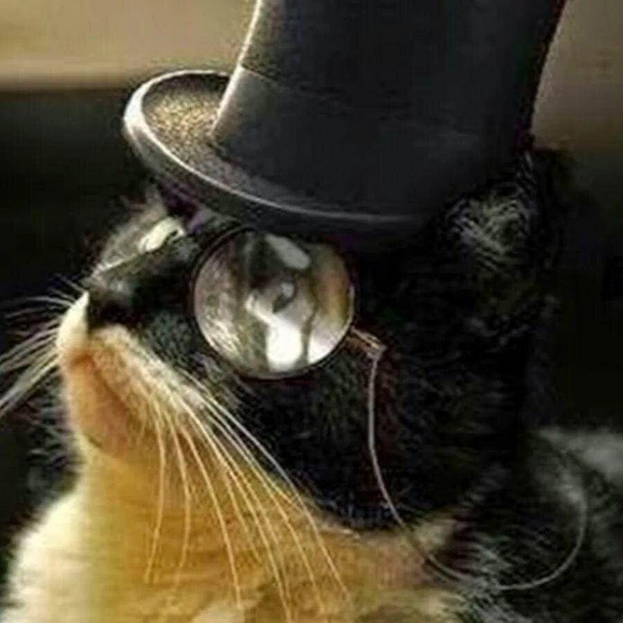 Кот джентльмен. Кот с моноклем. Кот в шляпе. Котик в шляпе. Кот с моноклем и в шляпе.